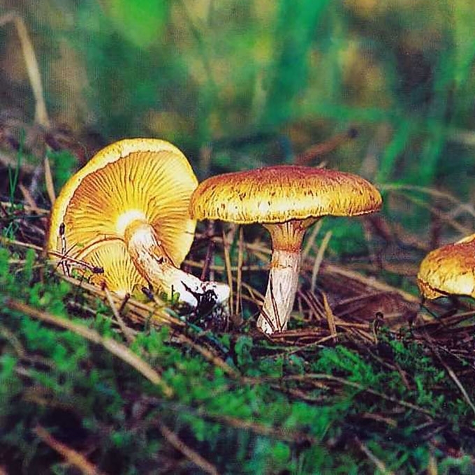 ŽIEDUOTOJI KARTEKLĖ