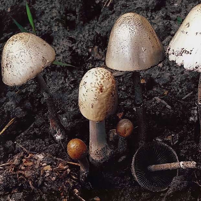 ŽIEDUOTOJI MĖŠLIUKĖ