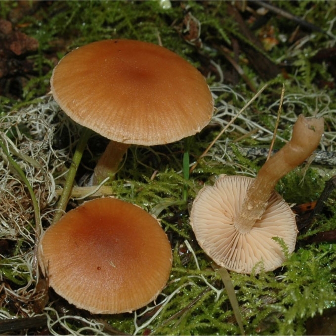 ŽIEDUOTOJI ŠAKABUDĖ