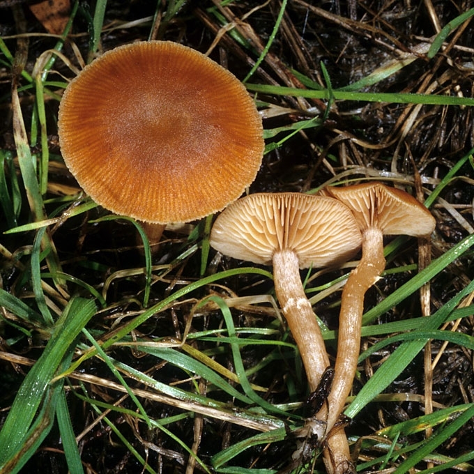 ŽIEDUOTOJI ŠAKABUDĖ